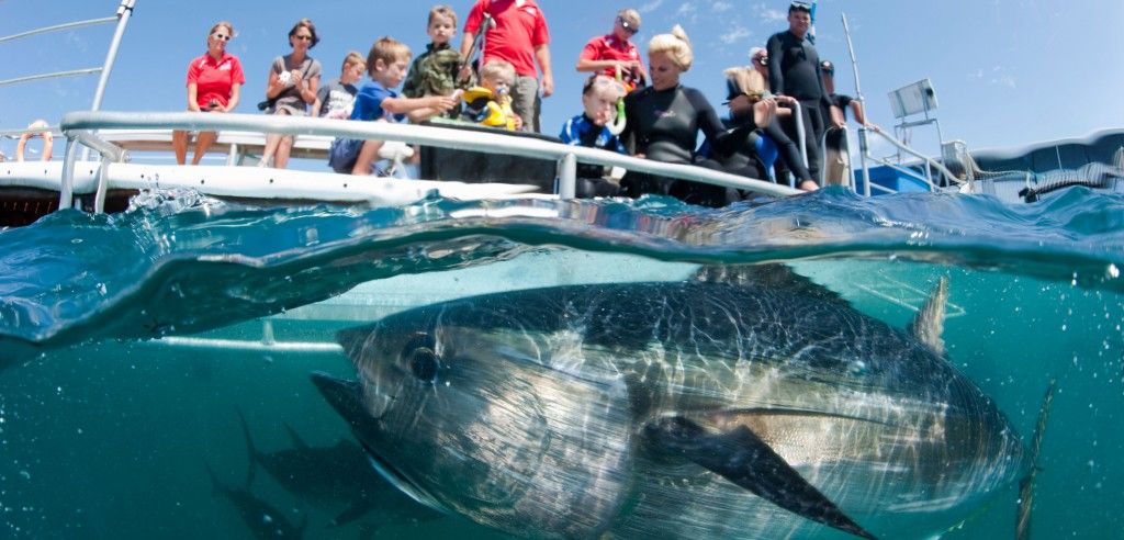 Ranching southern bluefin tuna
