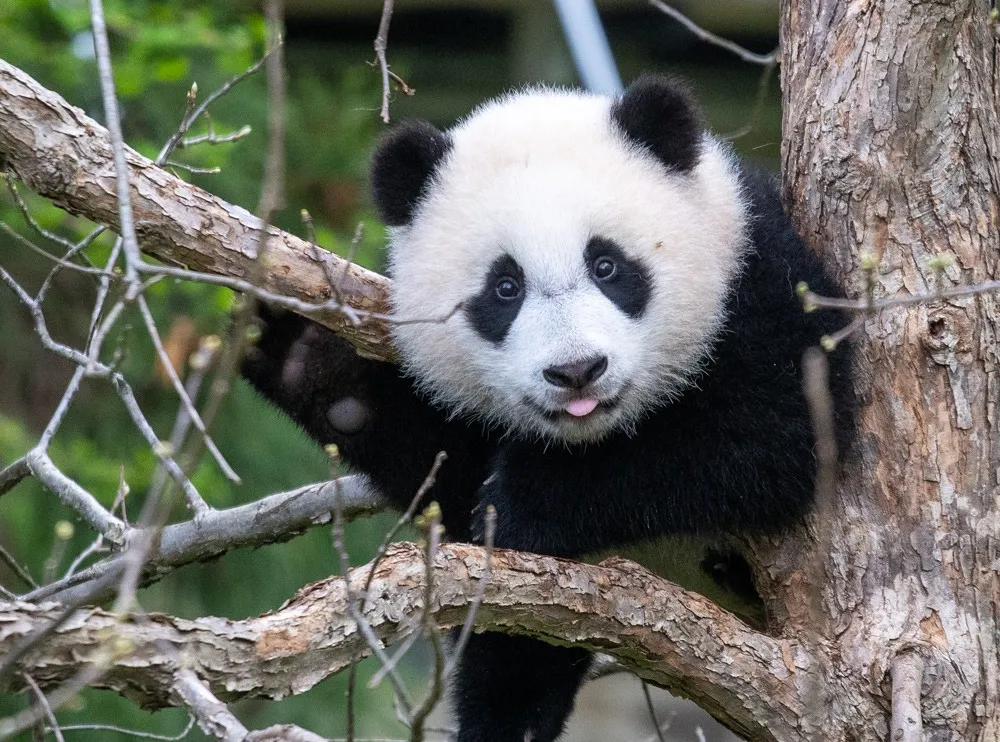 Close-up of giant panda cub Xiao Qi Ji in a tree with his tongue sticking out