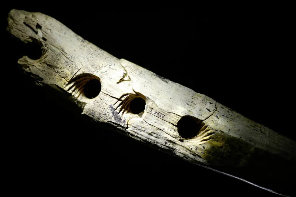 A wooly mammoth tusk, made from 15 pieces of ivory, with four holes carved into its side.