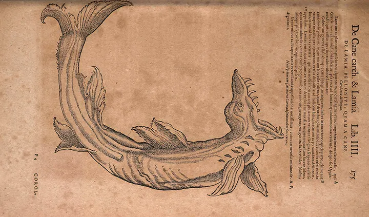 Sharks Were Once Called Sea Dogs, And Other Little-Known Facts