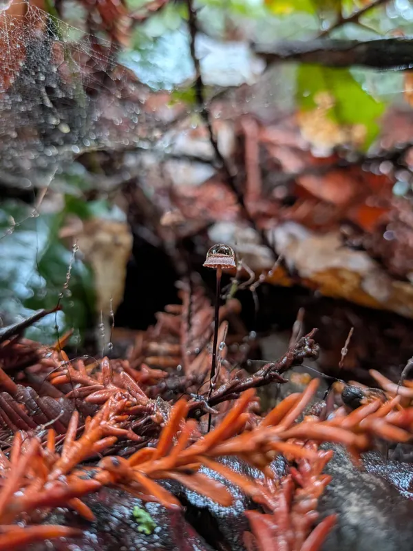 Mushroom with dew thumbnail