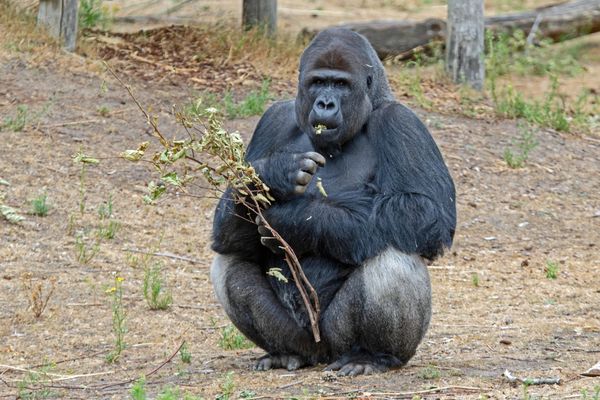 Gorilla eating his meal in serenity thumbnail