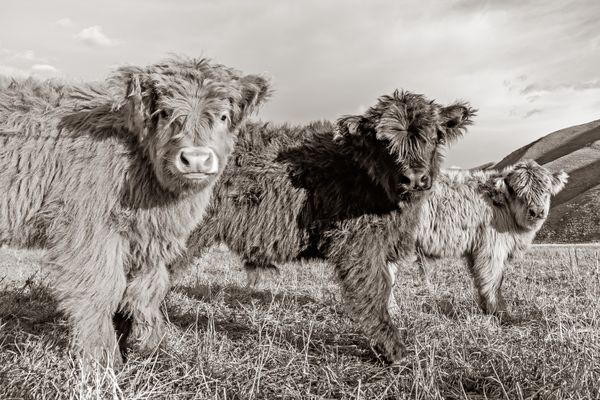 Curious Calf Trio thumbnail