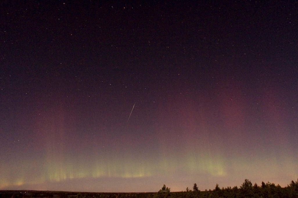 draconids