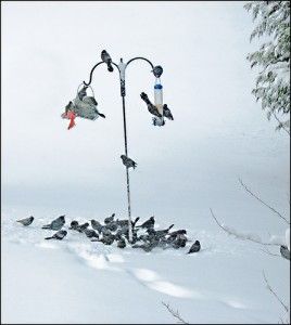 20110520102323bird-feeder-snow-268x300.jpg