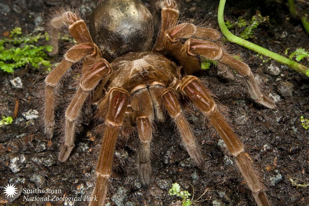 Goliath Birdeater Spider