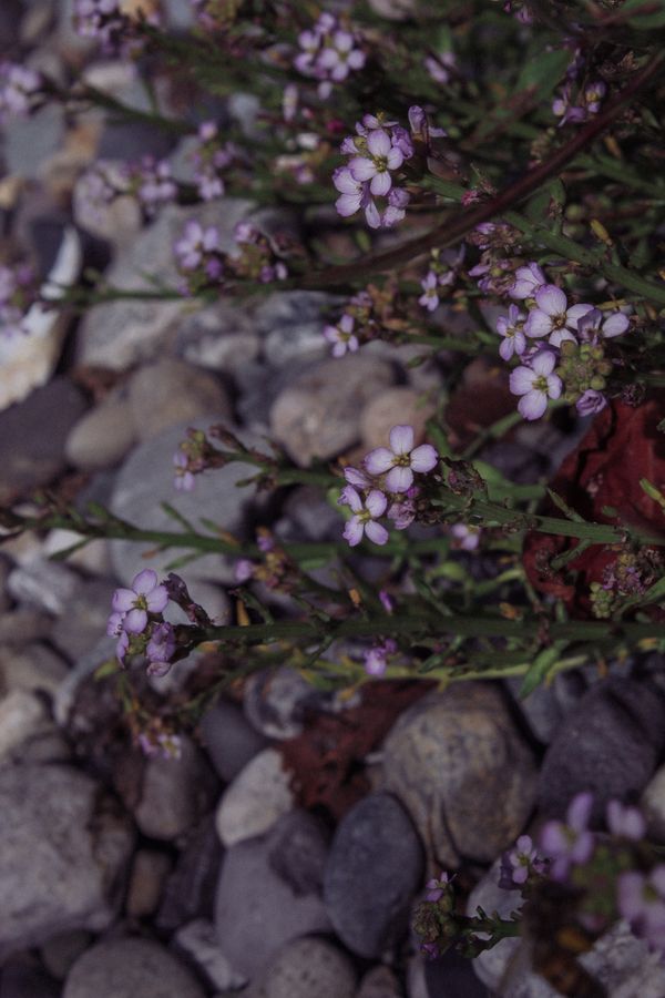 Purple Flowers thumbnail