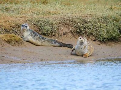 Species like seals, sharks, seahorses and eels have found their way back to the river in recent decades.