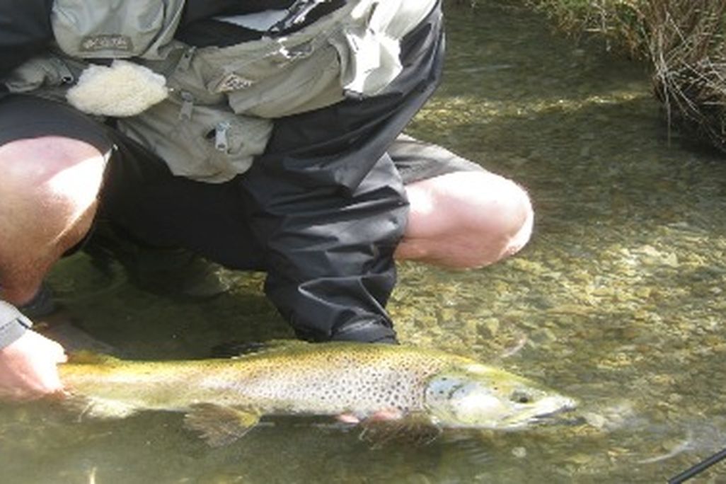 Andrew, bundled against the blazing sun, releases a big brown trout.