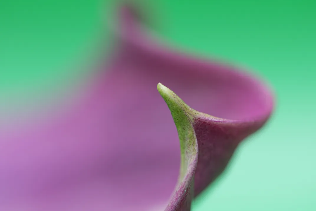 the end of the petal of a pink flower comes to a point