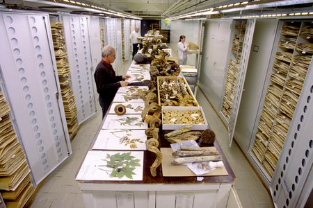 The herbarium of Washington, D.C.'s Natural History Museum teems with pressed specimens of thousands of distinct plants.