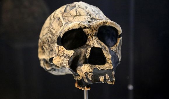 Skull.jpg