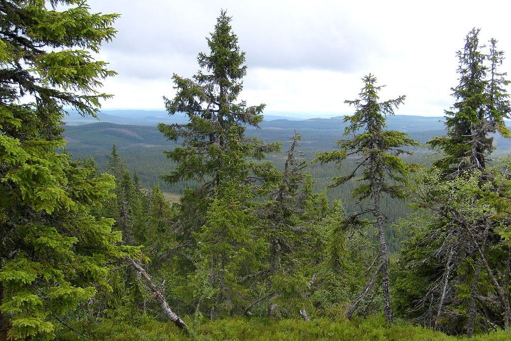 forest