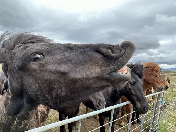 Hilarious Icelandic horse thumbnail