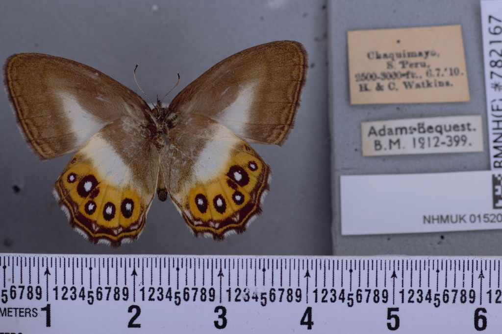 a butterfly with brown, white and orange wings and black eyespots appears about 4 inches long