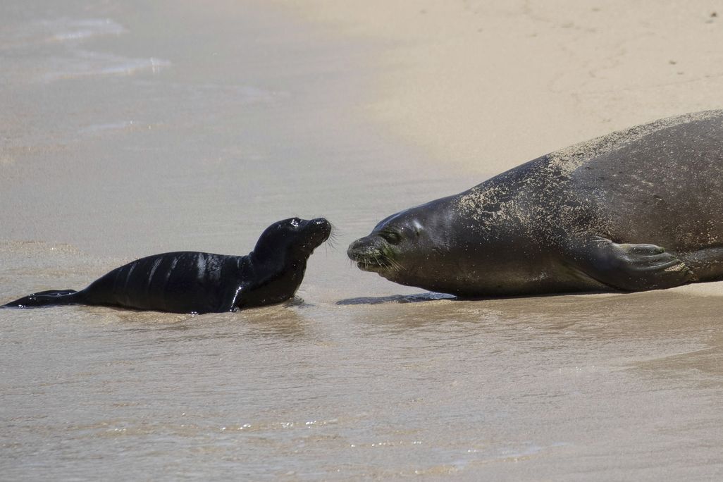 small black seal pup and large grey female seal