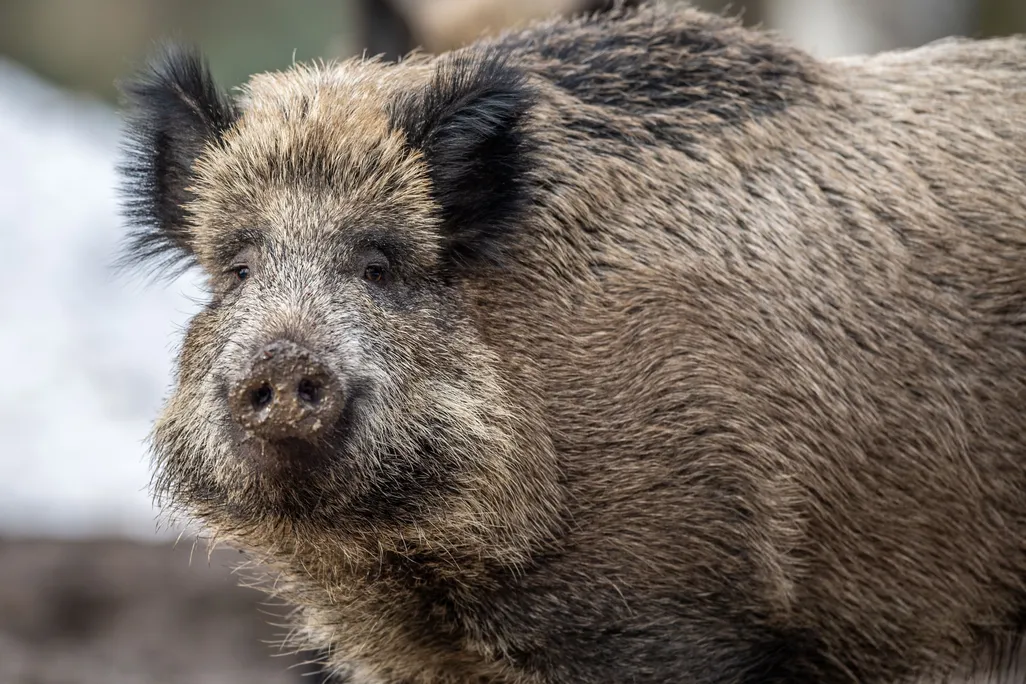 A close up of photograph of a wild boar
