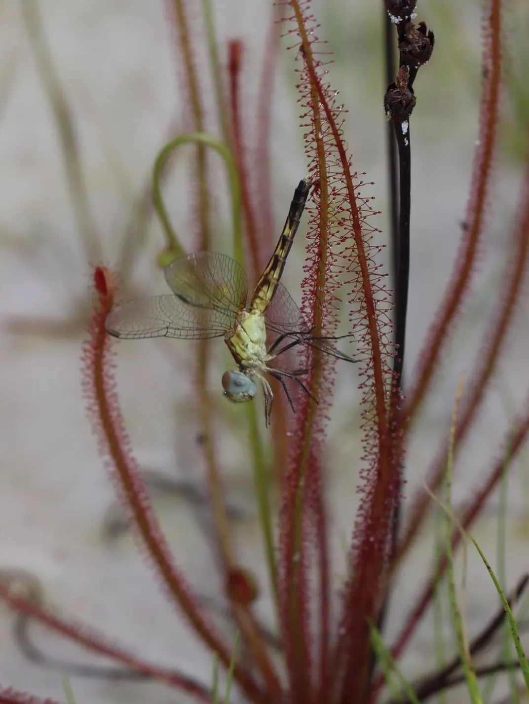 a dragonfly sits, presumably stuck, on a Florida threadleaf sundew
