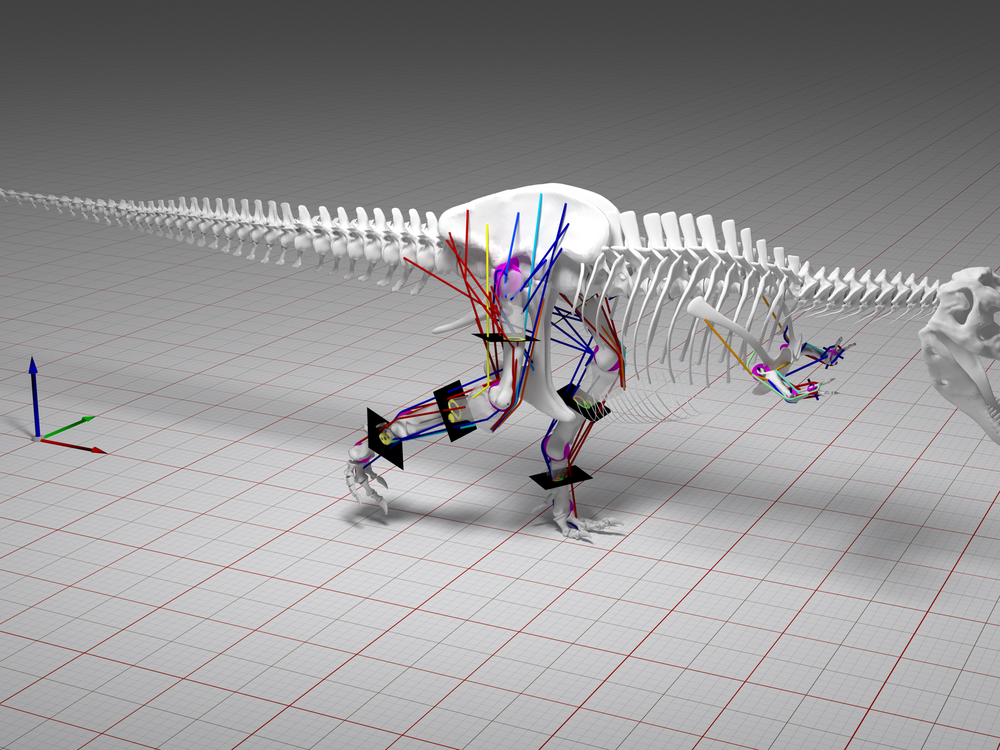 T-rex Model