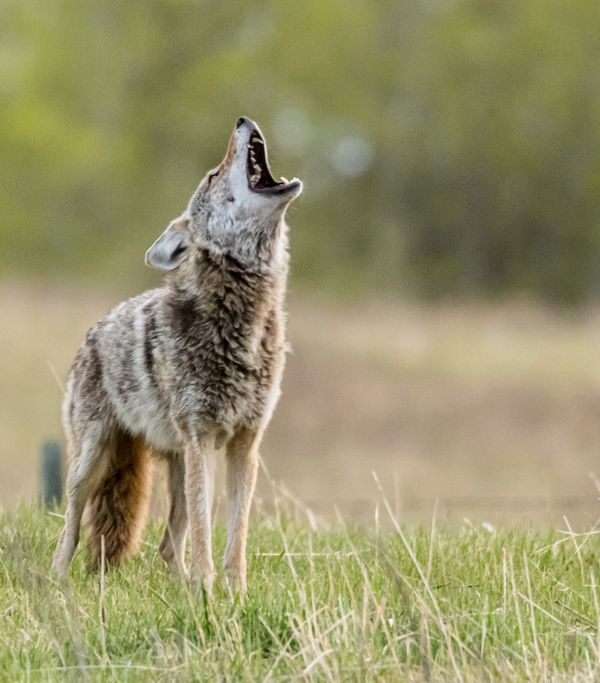 A howling coyote. thumbnail