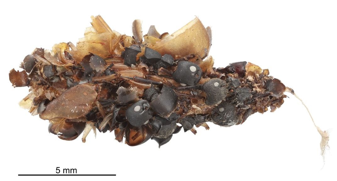 A black and brown predatory bag worm larval case covered in the remains of devoured insects from the National Museum of Natural History's collections. 
