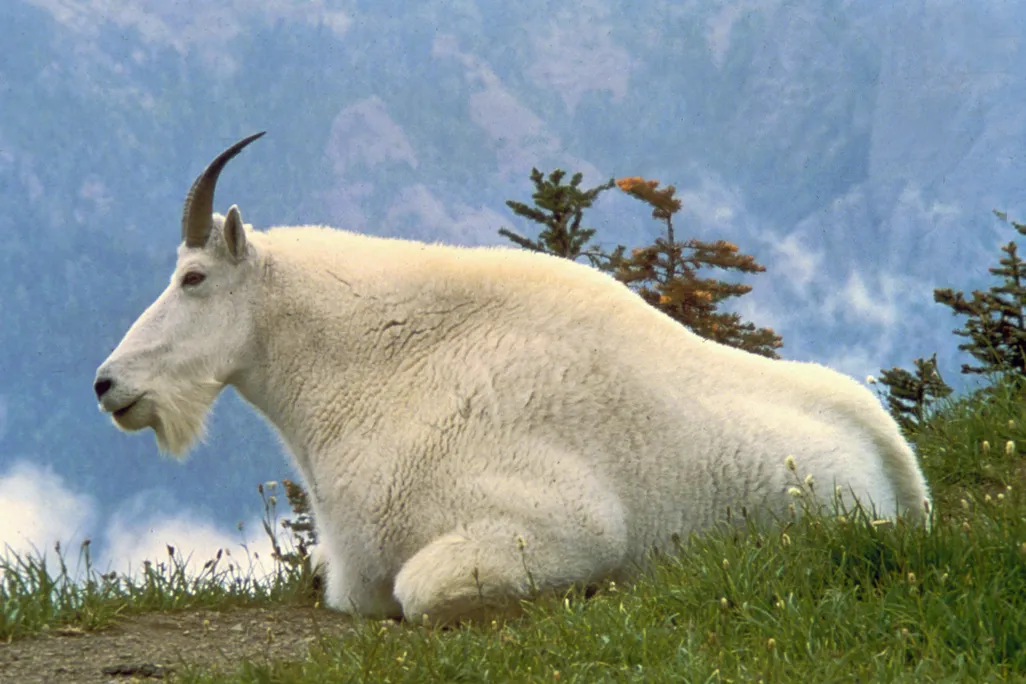 An image of a mountain goat sitting in the grass. The coat has a lush white coat.