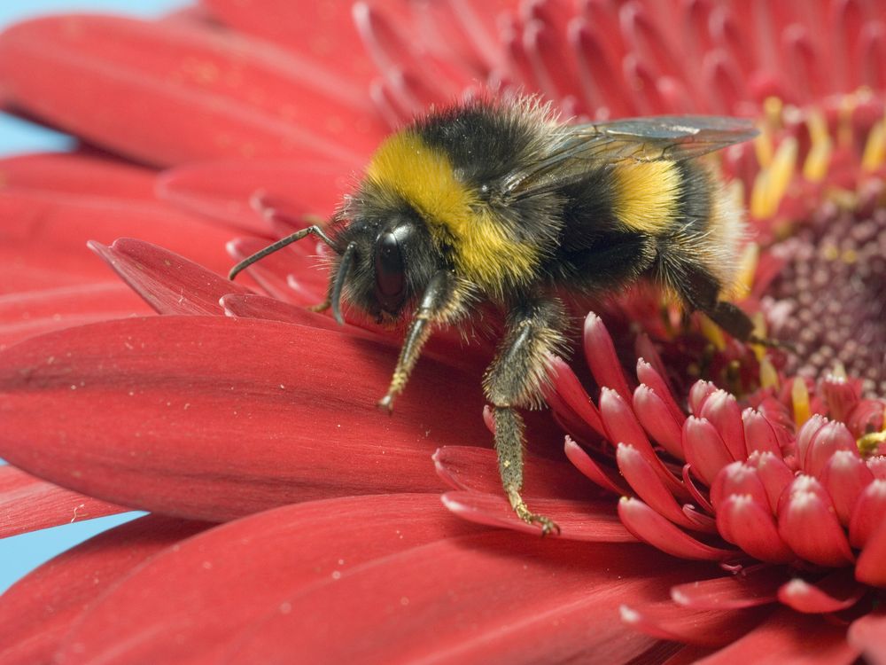 a bumblebee on a red flower
