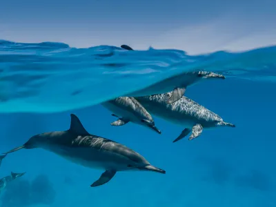 Spinner dolphins swim in the Red Sea. Research has shown some dolphins are shy, while others are extroverted.