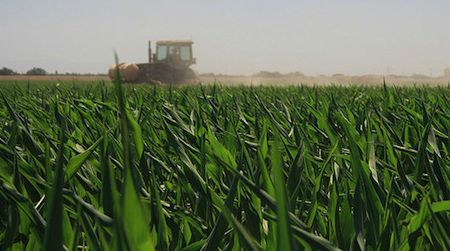 The pollution in California’s San Joaquin Valley, including above this Norton cornfield, was tested by NASA as part of a program to monitor air quality from space.