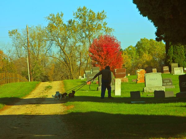A man With three dogs thumbnail
