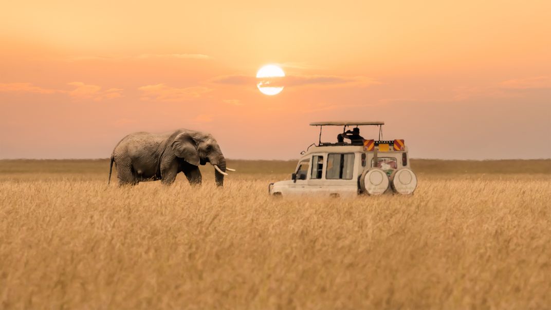 Sunset safari with elephant in the Masai Mara