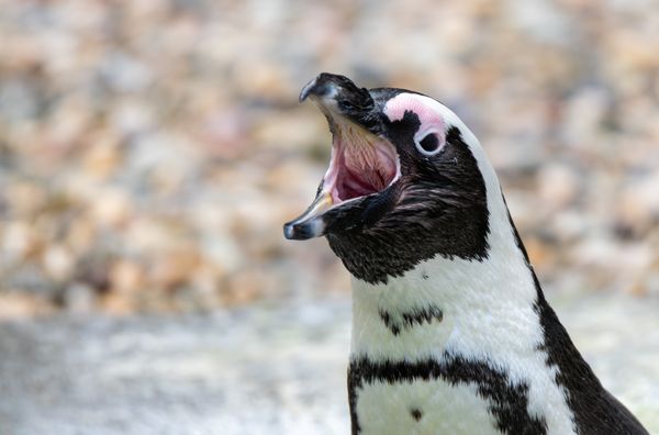 Penguin calling out thumbnail