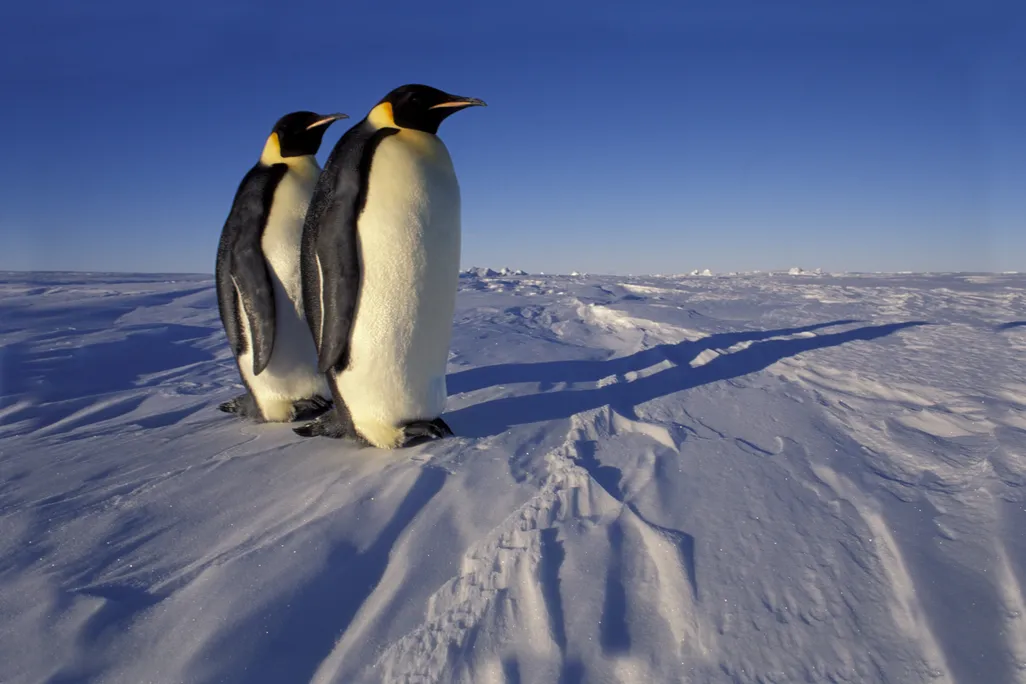 Two Emperor penguins standing on ice