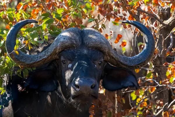 Autumn colours thumbnail