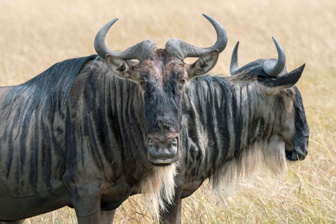 Wildebeest