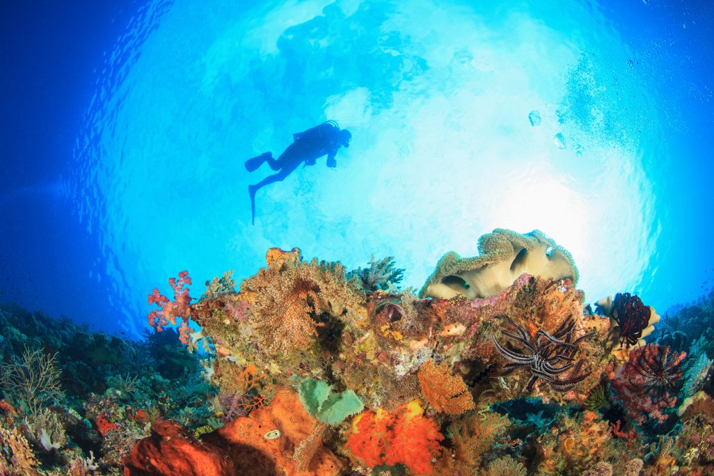 coral reef