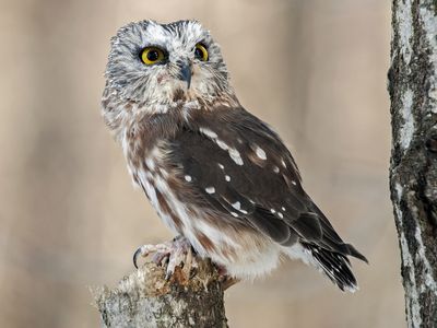 A northern saw-whet owl in Canada