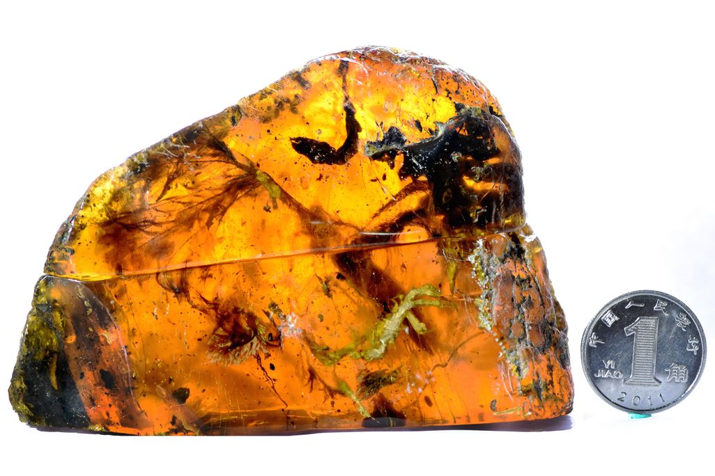 Amber Specimen