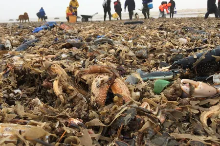 Storm Emma has caused one of the UK's largest mass strandings of sea critters along the North Sea coast. 