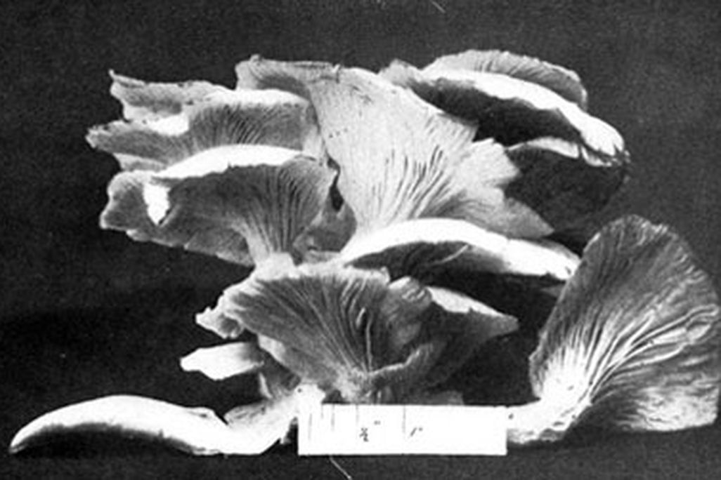 Photograph by Huron H. Smith/One Thousand American Fungi/The Bowen-Merril Company, 1900