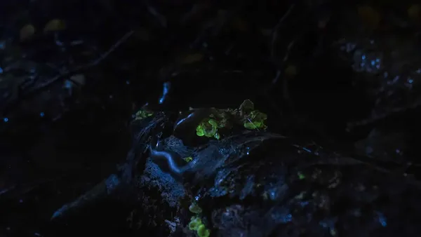 A bioluminescence fungus in a german forest. thumbnail