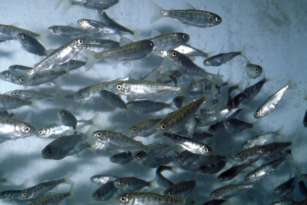20110520104018chinook_smolts.jpg