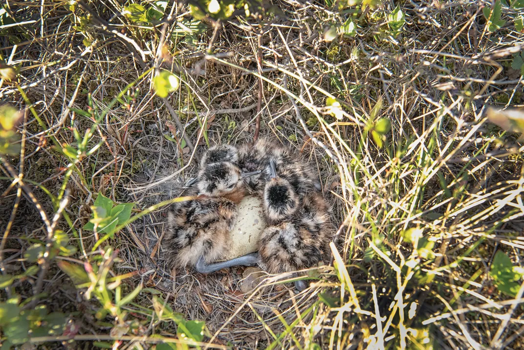 hatchlings around an egg