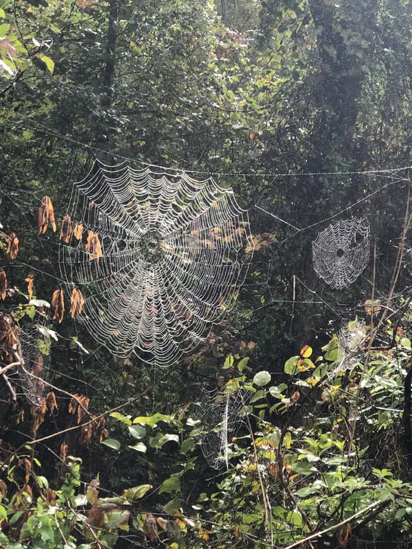 Spiderweb: A natural home thumbnail