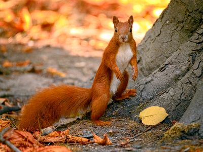 Fear not: Though it was recently found that red squirrels can harbor the leprosy bacteria, there hasn't been a single confirmed case of the disease in the UK in 200 years.