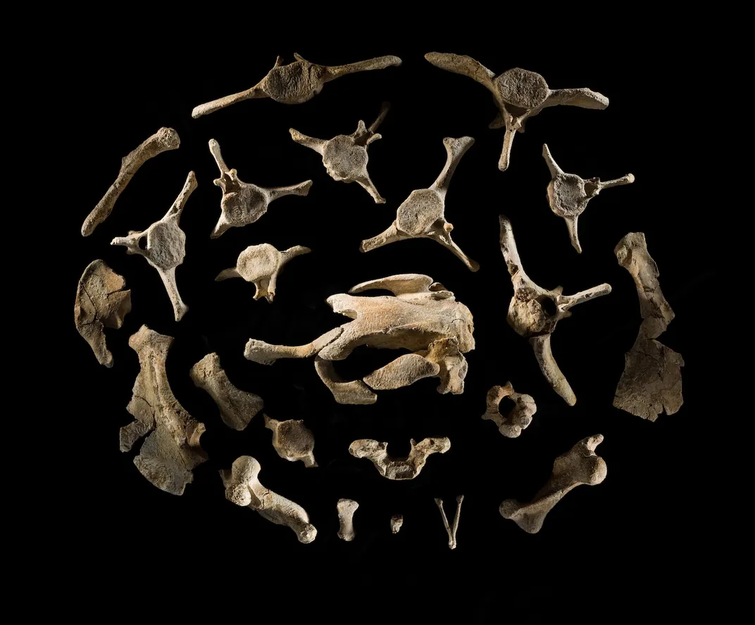 fossils of the newfound sea cow species, Salwasiren qatarensis