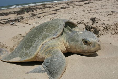 Many of the stranded turtles were endangered Kemp's ridley sea turtles, like this one seen nesting.