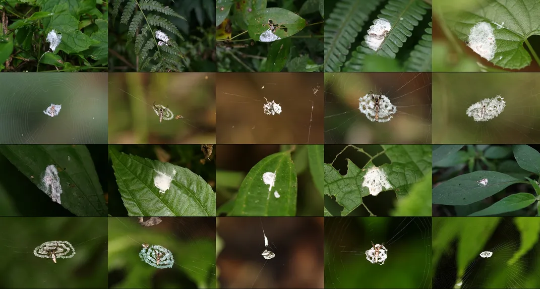 Compsite of spiders vs. bird droppings