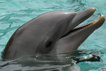 New work suggests that dolphins each have their own distinctive whistle, and respond to hearing their sound made by calling right back.