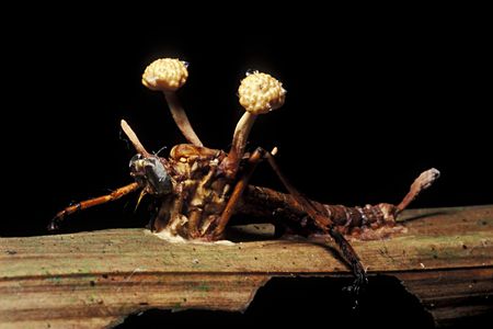 Some fungi can take over ants&#39; minds, killing the host and using its body to spread spores to other victims.